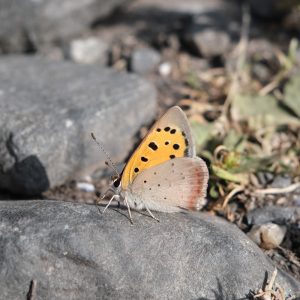 Small Copper | Lycaena phlaeas on Middle Island, Greyabbey 24_07_21 2